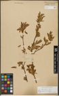 Foto von Salix triandra subsp. triandra L.